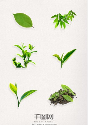 绿意盎然 茶叶图案元素的艺术与文化意涵