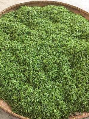 韶关乐昌白毛茶 来自深山的手工春茶与红茶佳品